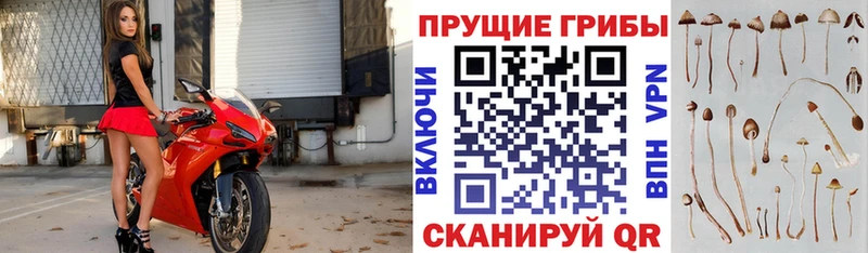 Купить  Бирюч  Галлюциногенные грибы MAGIC MUSHROOMS 